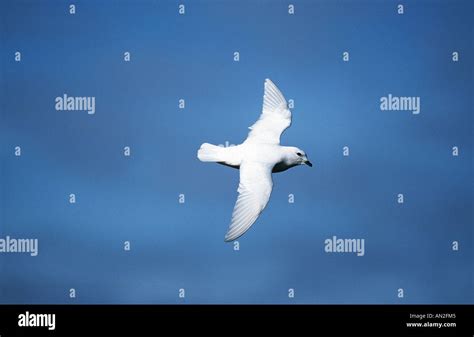 snow petrel (Pagodroma nivea), flying, Antarctica Stock Photo - Alamy