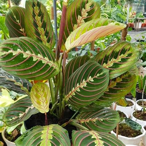 rhythmic beauty  maranta leuconeura  gardeners  year time