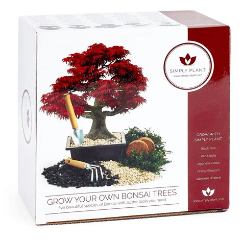 Buy Bonsai Tree Kit Grow Your Own Kits Bonsai Tree Indoor With All Of