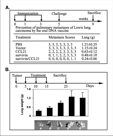 Suppression Of Pulmonary Metastases Of Lewis Lung Carcinoma By The Oral