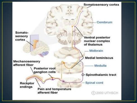 Pain pathways