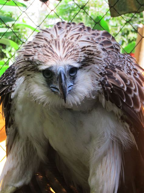 Philippine Eagle Foundation Logo