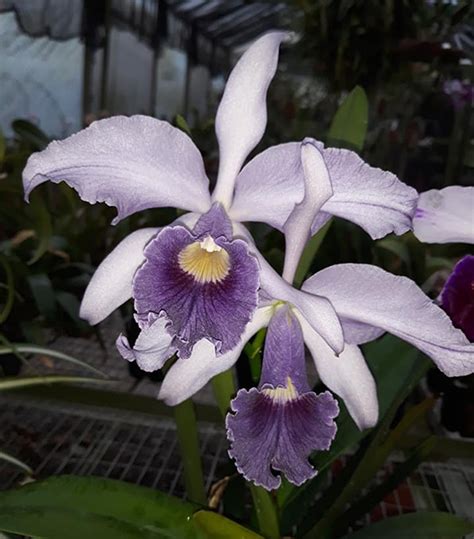 Orchidee Cattleya Canhamiana Var Coerulea Fs Orchidgarden