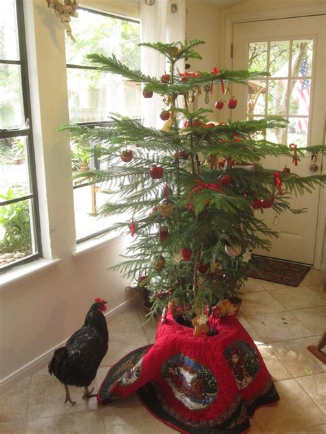 True Hawaiian Christmas tree, the Norfolk Pine with a side of chicken