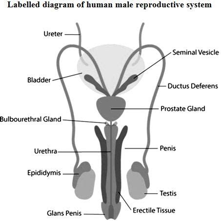 Cbse Th Science Biology Board Exam Important Mcqs With Diagrams