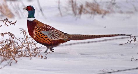 Ring-Necked Pheasant - Photography, Videos, Podcasts | WyoFile