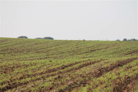 Castilla y León abona un nuevo anticipo de la PAC con ayudas a la