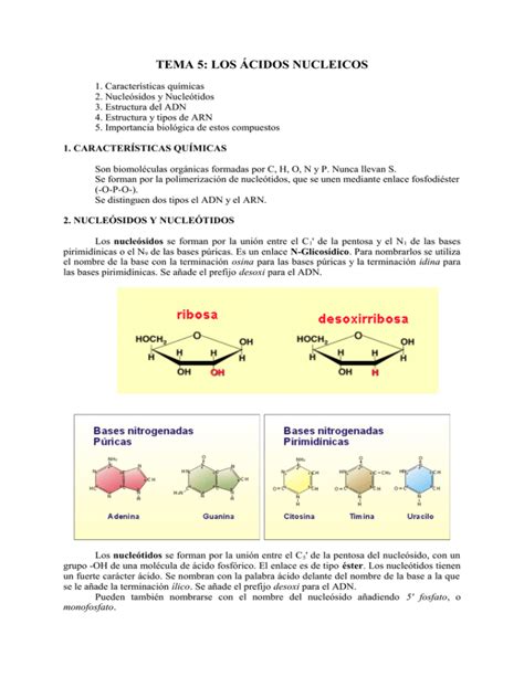 TEMA 5 LOS ÁCIDOS NUCLEICOS