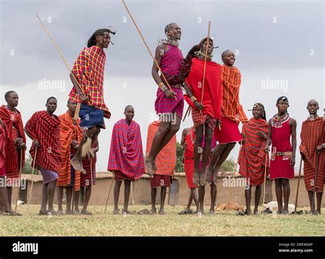 Maasai People Preforming The Traditional Jumping Dance In A Maasai