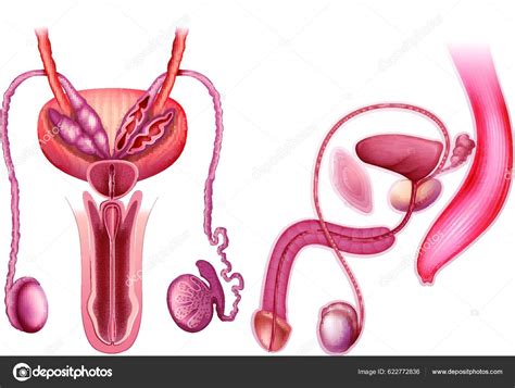 Male Reproductive Organ Stock Vector Image By ©yay Images 622772836