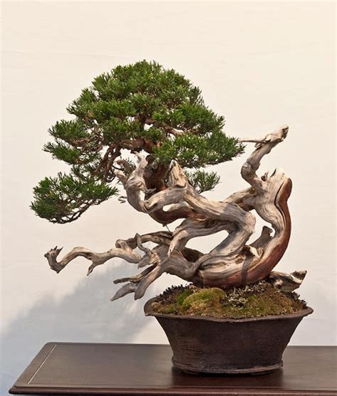 Bonsai Trees에 있는 Mark Toler님의 핀 분재 나무