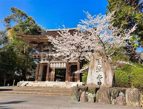 滋賀 三井寺園城寺の山門と桜01 No 26254294｜写真素材なら「写真ac」無料（フリー）ダウンロードok