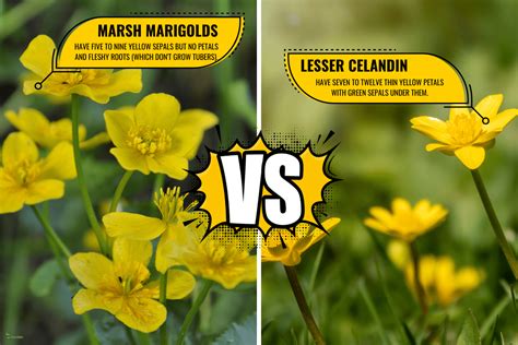 Marsh Marigold Vs Lesser Celandine What Are Their Differences