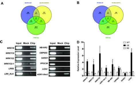 Validation Of Downstream Target Genes Of PsnWRKY70 Gene A Venn