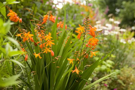 Rhone Street Gardens: Orange you glad...