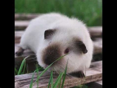 CUTEST HIMALAYAN GUINEA PIGS YouTube