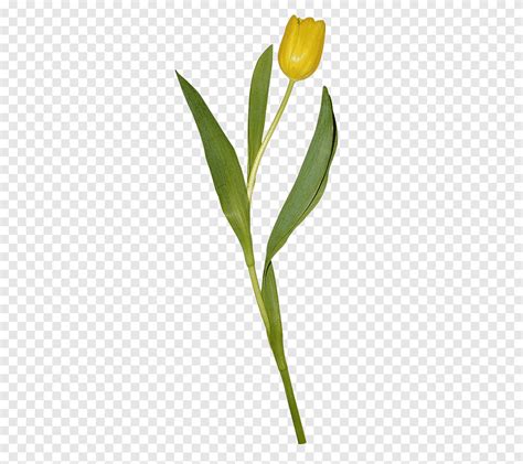 Descarga gratis Tulipán amarillo flor pétalo tulipanes amarillos