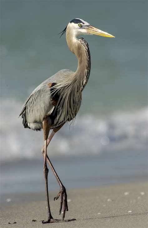 Great Blue Heron Owen Deutsch Photography