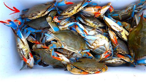 How To Catch Prep And Cook Live Blue Crabs Youtube