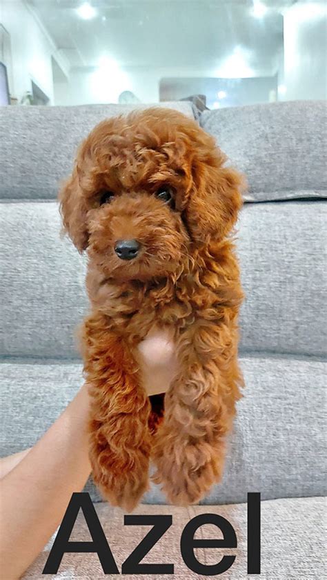 Jual Anjing Red Toy Poodle Anjing Poodle Anjingkita