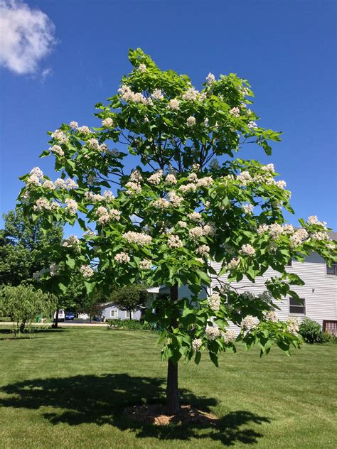 Catalpa Tree | Plants, Tree, Outdoor