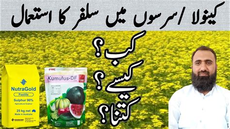 How To Use Sulfur In Canola And Mustard Bilal Kanju Official Youtube