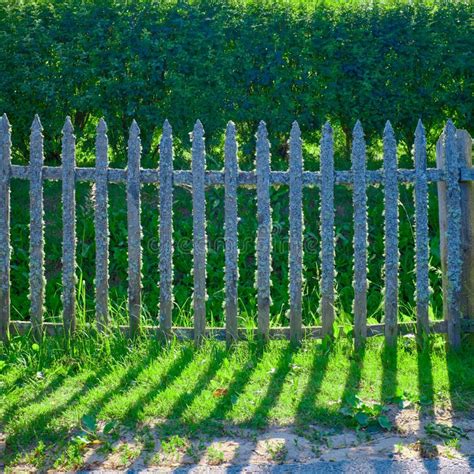 Old Wooden Fence Covered With Lichen Natural Texture Of A Wooden Fence