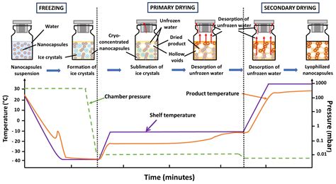 Pharmaceutics Free Full Text Lyophilization Of Nanocapsules