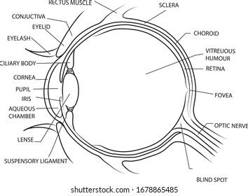 Cornea Eye Diagram