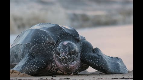 Amazing Facts About Leatherback Sea Turtles Youtube