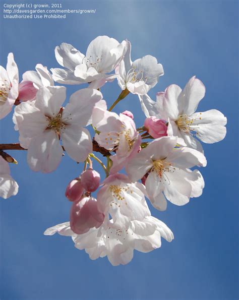 Plantfiles Pictures Yoshino Cherry Akebono Prunus X Yedoensis By