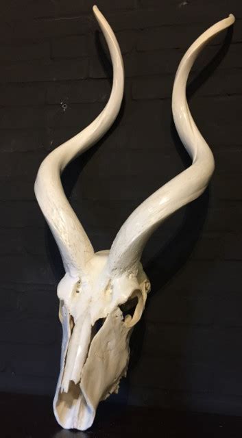 Beautiful Bleached And Polished Kudu Skulls Beast Interiors