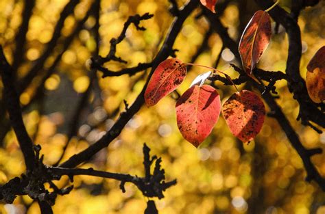 Free Images Tree Nature Branch Blossom Sunlight Leaf Fall