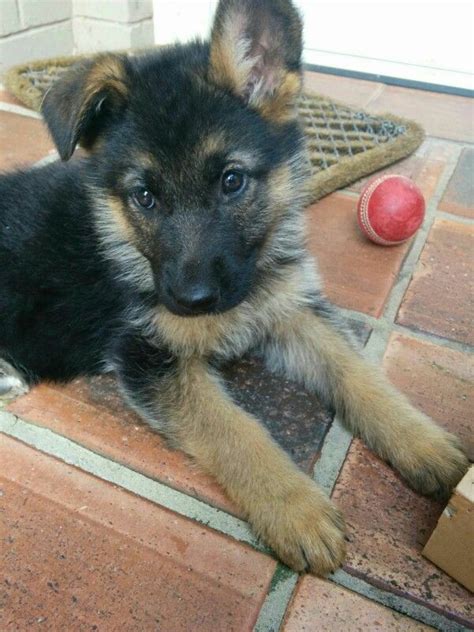 German Shepherd Puppy At 7 Weeks German Shepherd Puppies German