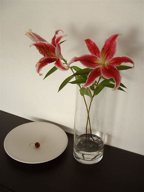 Stargazer Lilies Free Photo Download | FreeImages