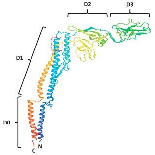 Domain Structure Of Full Length Flagellin Image Derived From Pdb Id