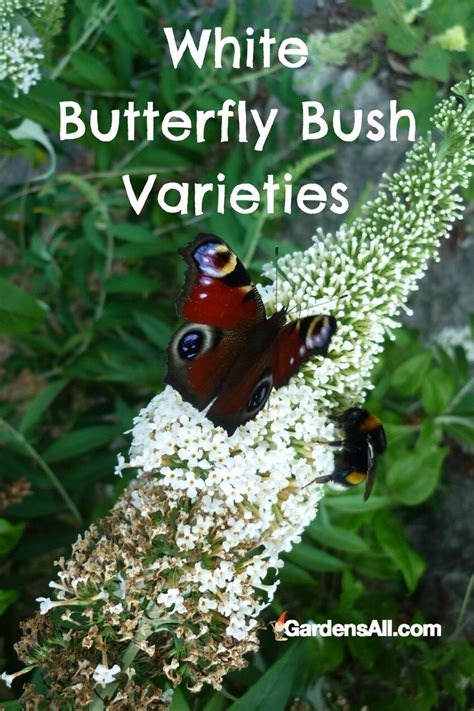 Butterfly Bush Varieties, Pruning and Care - GardensAll