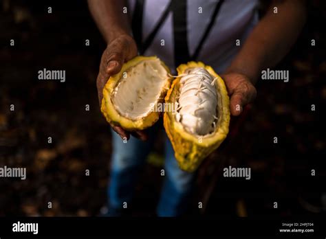 An Afro Colombian Farmer Holds A Freshly Open Cacao Pod With Seeds