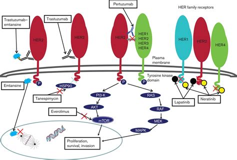 Recent advances in novel targeted therapies for HER2-positiv... : Anti ...