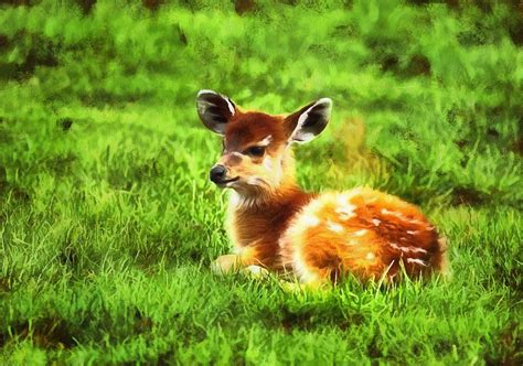 baby animal   stock baby animal  public domain