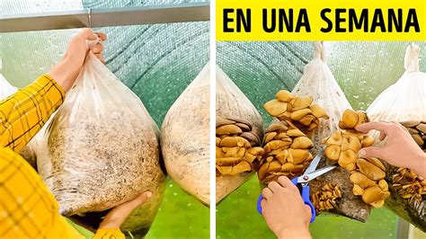 Ingeniosos Consejos De Siembra Para Cultivar Alimentos Y Tener Un