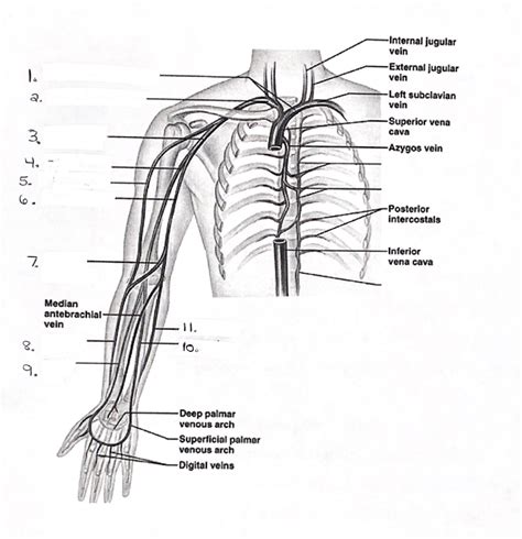 Upper Extremity Venous Diagram Diagram Quizlet