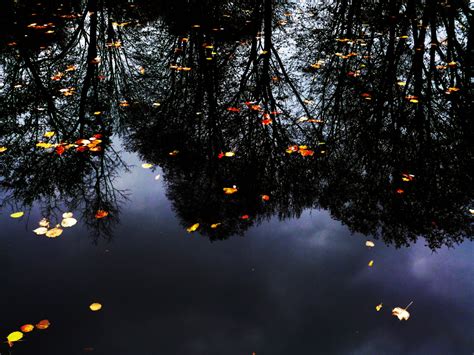 Free Images Tree Nature Branch Light Night Sunlight Leaf Photo