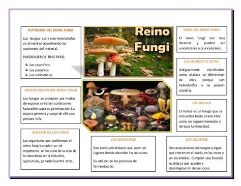 Beneficios Y Perjuicios En Los Hongos