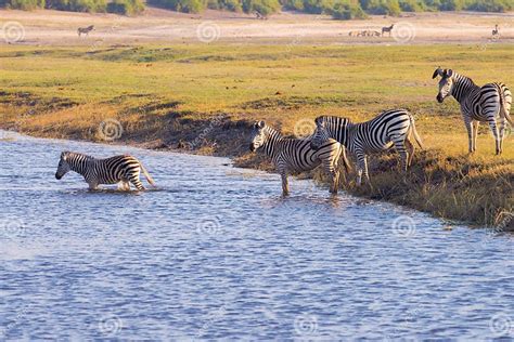 Zebras Crossing Chobe River Stock Photo Image Of Reserve Mammals