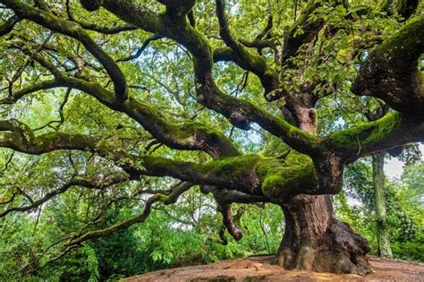 How Tall Are Oak Trees The Garden Bug Detroit