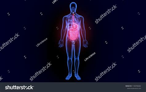 3d Illustration Human Digestive System Anatomy 库存插图 1108786682