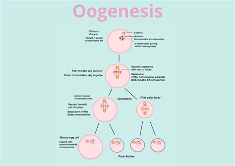 Pengertian Oogenesis Beserta Tahap Tahapnya Quipper Blog