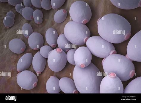 Candida Albicans Fungi Stockfotos Und Bilder Kaufen Alamy