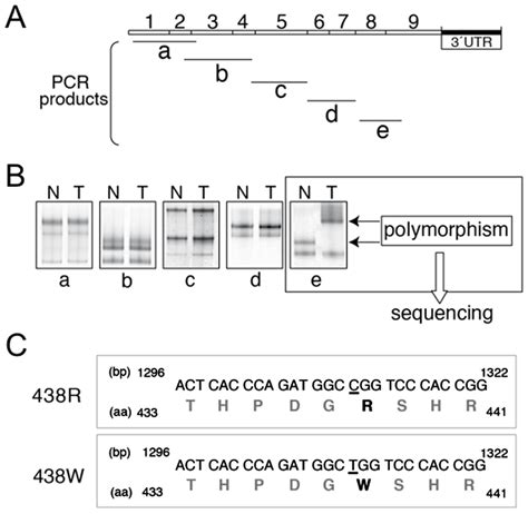 Pcrsscp Analysis Of The Coding Region Of Hpolλ Gene A Five